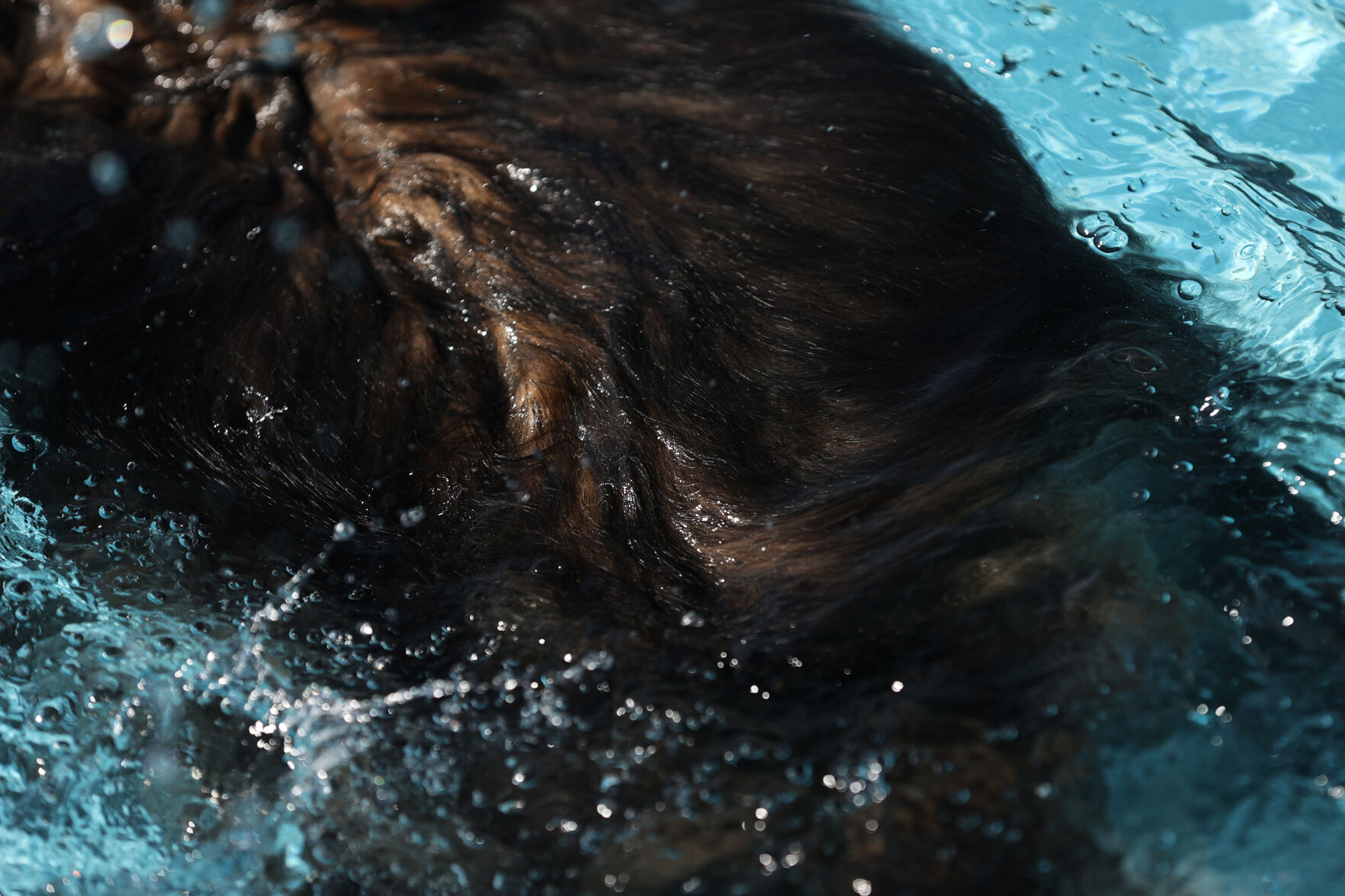 091320-news-dogsplash 7.jpg
